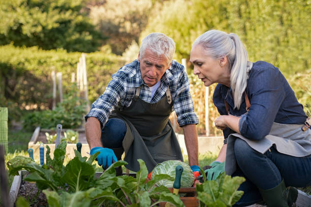 Senior couple gardening